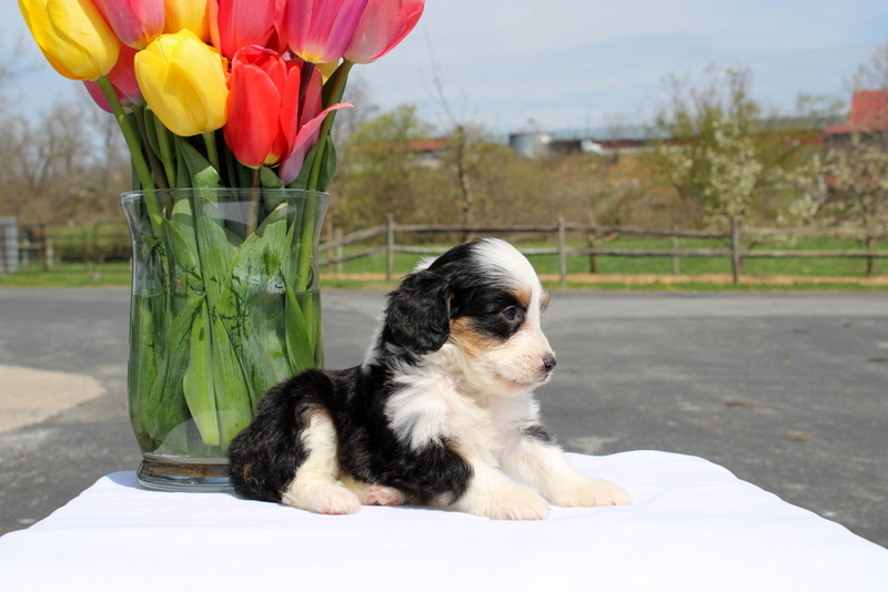 puppy, for, sale, Mini Bernedoodle F2, Matthew B. Stoltzfus, dog, breeder, Gap, PA, dog-breeder, puppy-for-sale, forsale, nearby, find, puppyfind, locator, puppylocator, aca